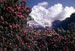 RTW-Pretty as a Picture